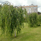 50 SILVER WEEPING BIRCH Tree White European Betula Pendula Alba Seeds
