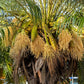 10 PYGMY DATE PALM Phoenix Roebelenii Dwarf Miniature Ornamental Fruit Tree Houseplant Seeds