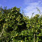 20 COMMON CULINARY QUINCE Fruit Tree Cydonia Oblonga Flowering Shrub Seeds