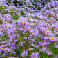 50 Blue RICE BUTTON ASTER Dumosus Flower Seeds