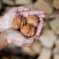 5 ENGLISH WALNUT aka Common, Hardy Carpathian, Persian Nut Fruit Tree Juglans Regia Orientis Seeds