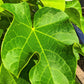 5 PHYSIC NUT Barbados Purging JATROPHA Curcas Shrub Tree Bio-Diesel Seeds