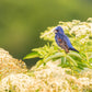 50 BLUE ELDERBERRY Sambucus Cerulea Arizona Blue Elder Tree Shrub Fruit Berry Seeds