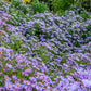 50 Blue RICE BUTTON ASTER Dumosus Flower Seeds