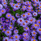 50 Blue RICE BUTTON ASTER Dumosus Flower Seeds