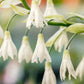 10 WHITE AFRICAN HYACINTH aka Cape or Giant Summer / Spire Lily - Ornithogalum Candicans / Galtonia / Hyacinthus Flower Seeds