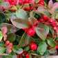 20 Creeping WINTERGREEN / TEABERRY Gaultheria Procumbens Evergreen Flower Seeds