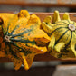25 TEN COMMANDMENTS GOURD Mix Crown of Thorns Mixed Colors Cucurbita Pepo Seeds
