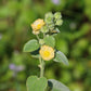 100 COUNTRY MALLOW (Bala / Flannel Weed) Sida Cordifolia Flower Seeds