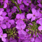 1500 DAMES ROCKET (Danask Violet) Hesperis Matronalis Dame's Purple Flower Seeds