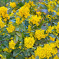 20 OREGON GRAPE Holly Fruit Vine Hollyleaved Barberry Mahonia Aquifolium Seeds