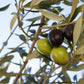 10 CANINO OLIVE TREE Olea Europaea Canino Edible European Common Green Black Fruit Seed