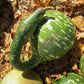 15 GOOSENECK / Bottle / SWAN GOURD Lagenaria Siceraria Vine Seeds