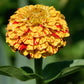 150 CANDY STRIPE ZINNIA Mix Elegans Flower Seeds Mixed Colors with Red Stripes
