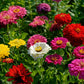 200 Mixed Colors ZINNIA POMPON Zinnia Elegans Flower Seeds