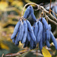 7 BLUE SAUSAGE FRUIT Edible & Ornamental Decaisnea Fargesii Tree Shrub Seeds