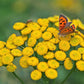 100 YELLOW TANSY Double Golden Buttons Fern Leaf Tanacetum Vulgare Flower Seeds