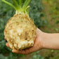500 GIANT PRAGUE CELERIAC Apium Graveolens Celery Root Vegetable Seeds