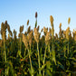 50 TOP 76-6 SORGHUM Bicolor Syrup Flour Grain Vegetable Seeds