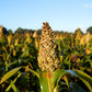 50 TOP 76-6 SORGHUM Bicolor Syrup Flour Grain Vegetable Seeds