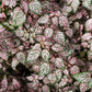 10 Dwarf PINK POLKA DOT PLANT Splash Select Hypoestes Phyllostachya Flower Houseplant Seeds