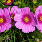 300 GLORIA COSMOS Bipinnatus 2-Tone Pink Fast Growing Flower Seeds