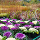 50 MIXED ORNAMENTAL CABBAGE Flowering Cabbage Brassica Oleracea Seeds