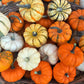 20 MINI MIX PUMPKIN Miniature Cucurbita Pepo White Green Orange Striped Vegetable Seeds