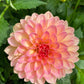 50 WATERCOLOR MIX DAHLIA Variabilis Double Bloom Mixed Colors Yellow Peach Pink Lavender Cream Orange Flower Seeds