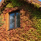 10 BOSTON IVY ( Bostonian Ivy / Wall Ivy ) Parthenocissus Tricuspidata Veitchii Vine Flower Seeds