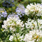 25 WHITE LILY of the NILE Agapanthus Orientalis African Lily Flower Seeds