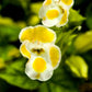 10 KAUAI MIX TORENIA Fournieri Sun or Shade Wishbone Flower Seeds - Mixed Colors 2 Tone Blue Red Pink