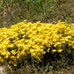 500 Organic GOLDEN FLAX Yellow Linseed Common Linum Flavum Flower Seeds