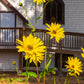 250 MAXIMILIAN (Prairie) SUNFLOWER Helianthus Maximiliani Flower Seeds