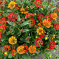 100 HELENIUM ' AUTUMN LEAVES ' Mix Helenium Autumnale Sneezeweed Mixed Colors Flower Seeds