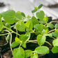 15 TIGGER / TIGER MELON Edible Muskmelon & Ornamental Vine Cucumis Melo Seeds