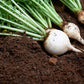 500 Hailstone WHITE GLOBE RADISH Raphanus Sativus Vegetable Seeds