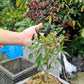 25 BLACK HUNGARIAN PEPPER Capsicum Annuum Mildly Hot Vegetable Seeds