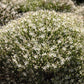 25 WHITE THROATWORT Trachelium Caeruleum Flower Seeds