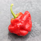 40 Red JAMAICAN HOT PEPPER Capsicum Chinense Scotch Bonnet Vegetable Seeds