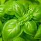 1500 SWEET BASIL Ocimum Basilicum Herb White Flower Seeds