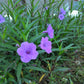 100 Blue Purple FRINGELEAF PETUNIA Wild Ruellia Humilis Perennial Native Flower Seeds