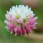 1500 ALSIKE CLOVER Trifolium Hybridum Pink & White Flower Legume Seeds