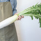 500 JAPANESE MINOWASE RADISH Huge Daikon White Raphanus Sativus Vegetable Seeds