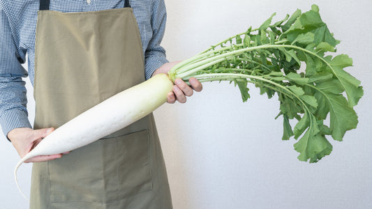 500 JAPANESE MINOWASE RADISH Huge Daikon White Raphanus Sativus Vegetable Seeds