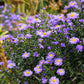 100 PURPLE Smooth Violet PRAIRIE ASTER Aster Tanacetifolia Tahoka Daisy Flower Seeds