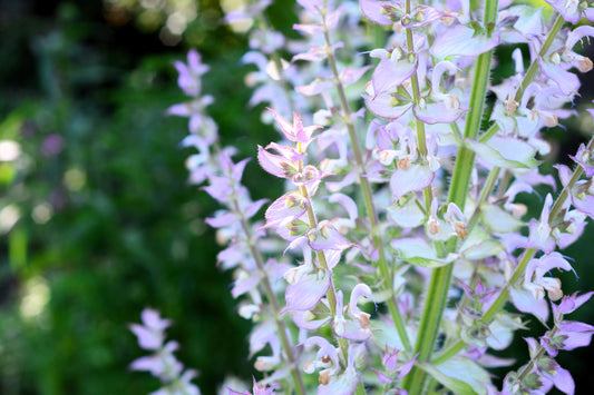 50 WHITE Swan CLARY SAGE Salvia Viridis Horminum Herb Flower Seeds