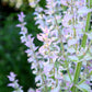 75 TRICOLOR CLARY SAGE Mix Blue Pink White Salvia Viridis Horminum Herb Flower Seeds