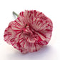 50 PICOTEE MIX CARNATION Dianthus Caryophyllus Double Bicolor Striped Flower Seeds