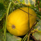 50 VEGETABLE SPAGHETTI SQUASH Winter Cucurbita Pepo Seeds